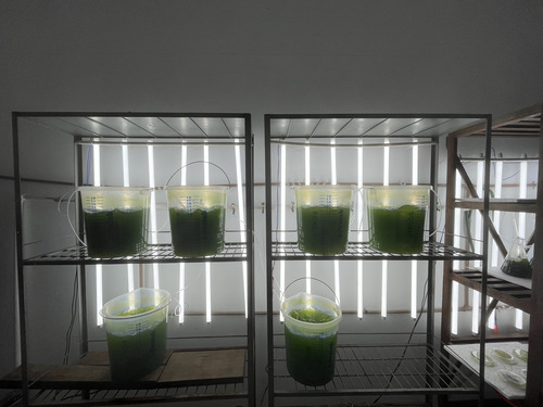 Startup da Amazônia cria biosolução com microalgas para reduzir uso da soja e agrotóxicos