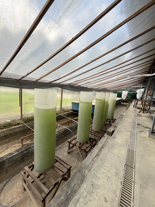 Startup da Amazônia cria biosolução com microalgas para reduzir uso da soja e agrotóxicos