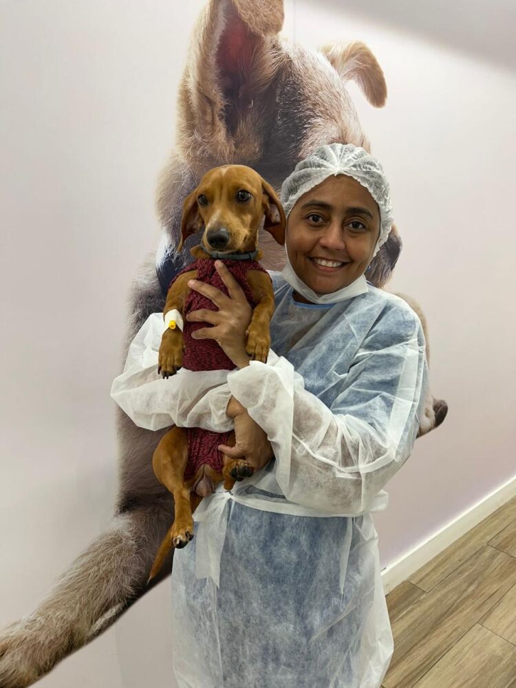 Dia Mundial do Cachorro alerta para cuidados com a saúde e prevenção do câncer em pets