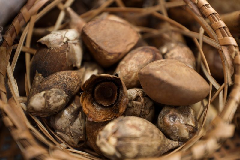 Amazônia Revela sua Farmácia Natural com Poderes Milenares