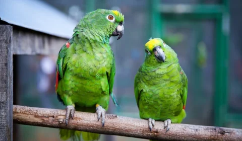 Bosque dos Papagaios em Boa Vista ganha nova vida e se torna destino de lazer e educação ambiental