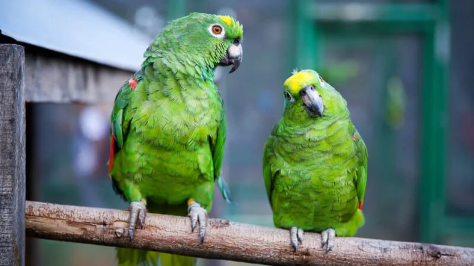 Bosque dos Papagaios em Boa Vista ganha nova vida e se torna destino de lazer e educação ambiental
