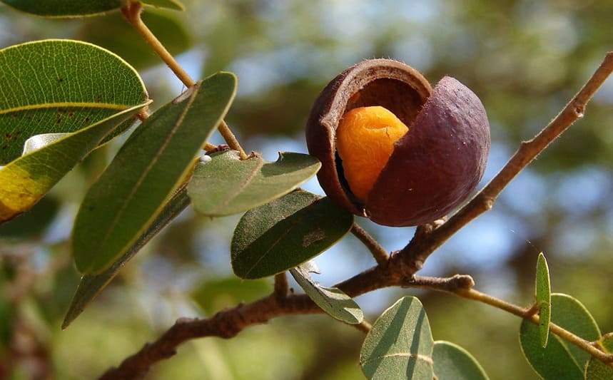 Amazônia Revela sua Farmácia Natural com Poderes Milenares