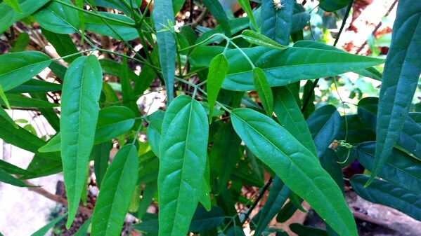 Amazônia Revela sua Farmácia Natural com Poderes Milenares