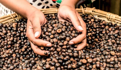 Guaraná de Maués: fruto amazônico sustento de famílias e que mantém idosos saudáveis