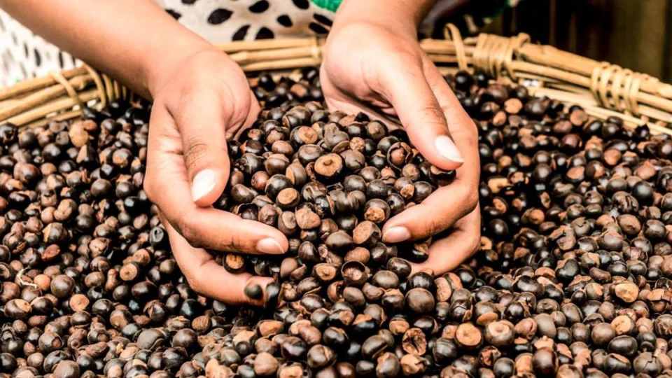 Guaraná de Maués: fruto amazônico sustento de famílias e que mantém idosos saudáveis