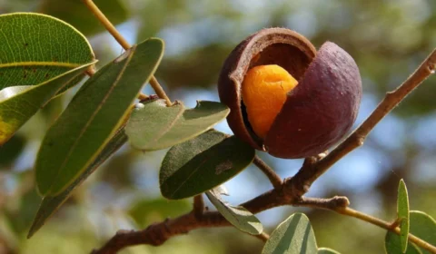 Amazônia Revela sua Farmácia Natural com Poderes Milenares