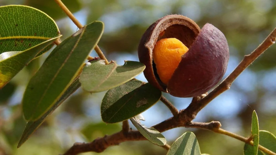 Amazônia Revela sua Farmácia Natural com Poderes Milenares