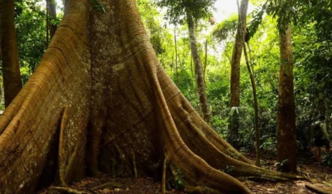 No Dia da Àrvore conheça algumas especies amazônicas.