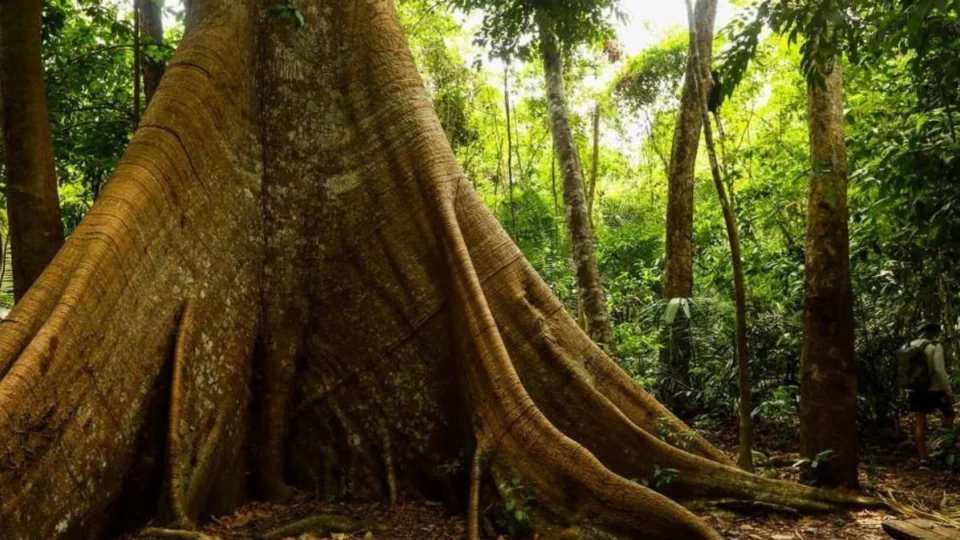 No Dia da Àrvore conheça algumas especies amazônicas.
