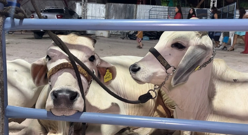 ExpoManaca 2025 movimenta Manacapuru com rodeios, gastronomia e shows nacionais