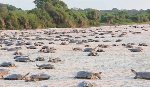 Desova das tartarugas da Amazônia começa com atraso no Vale do Guaporé
