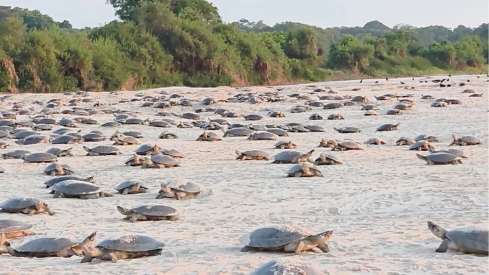 Desova das tartarugas da Amazônia começa com atraso no Vale do Guaporé