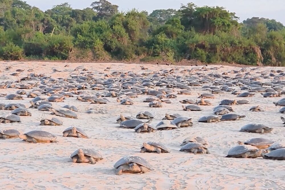 Desova das tartarugas da Amazônia começa com atraso no Vale do Guaporé