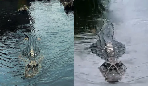 Jacarés-açu viram atração turística em Anavilhanas e levantam alerta sobre cautelas durante visitação