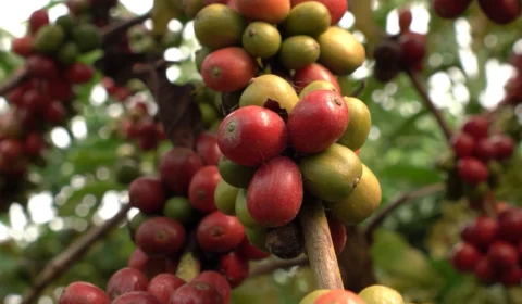 Café acreano ganha força e coloca o Estado na rota internacional da produção de qualidade