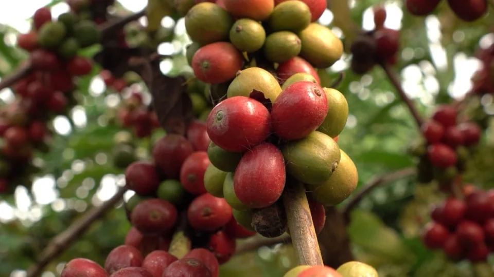 Café acreano ganha força e coloca o Estado na rota internacional da produção de qualidade
