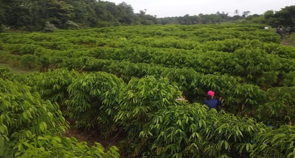 Café acreano ganha força e coloca o Estado na rota internacional da produção de qualidade