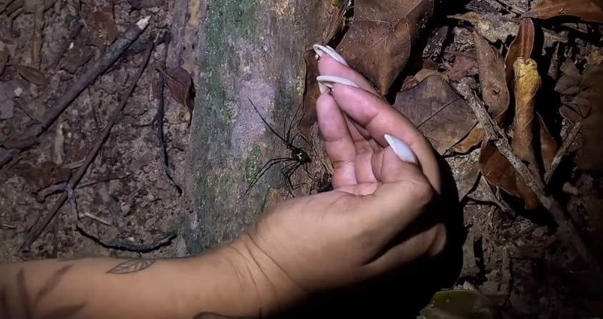 Musa abre inscrições para trilha noturna na floresta amazônica