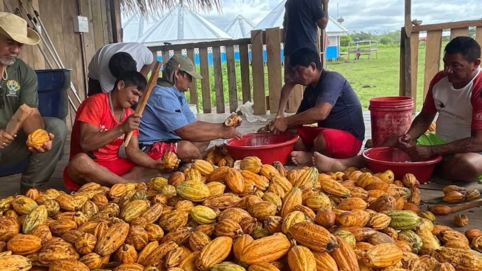 Acre fortalece produção de cacau nativo e prepara lançamento do primeiro Quali Cacau