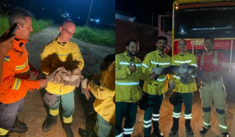 Urutau ferido é resgatado em Ji-Paraná e se recupera para voltar à natureza