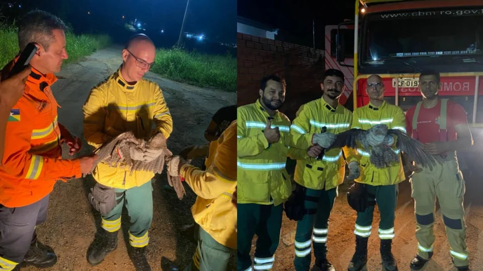 Urutau ferido é resgatado em Ji-Paraná e se recupera para voltar à natureza