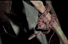 Trilha noturna no MUSA convida visitantes a explorar a floresta amazônica à noite em Manaus