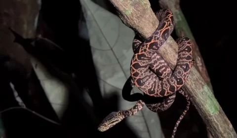 Trilha noturna no MUSA convida visitantes a explorar a floresta amazônica à noite em Manaus