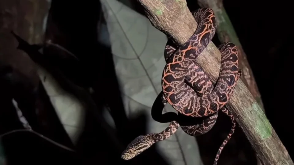 Trilha noturna no MUSA convida visitantes a explorar a floresta amazônica à noite em Manaus