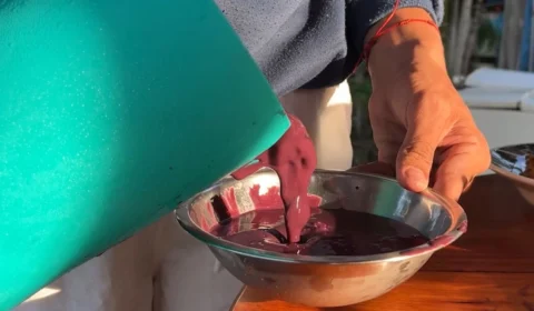 Açaí vira “ouro roxo” e impulsiona renda sustentável na comunidade Bom Jesus, no Amazonas