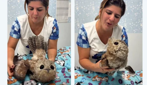 Urutau ferido é resgatado em Ji-Paraná e passa por recuperação