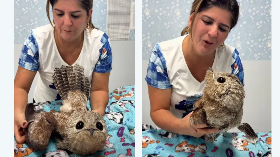 Urutau ferido é resgatado em Ji-Paraná e passa por recuperação