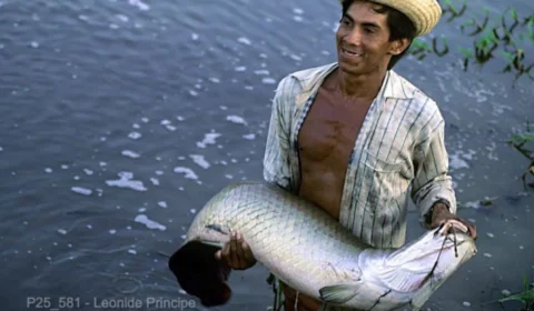 Livro fotográfico evidencia papel da Amazônia nas discussões da COP30