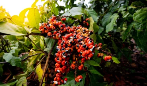 Produtores do Amazonas recebem capacitação para beneficiamento do guaraná