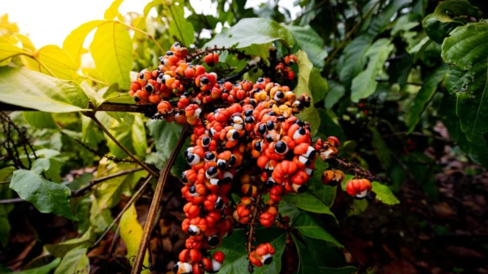 Produtores do Amazonas recebem capacitação para beneficiamento do guaraná