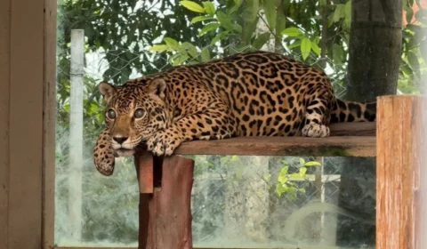 Onças do CIGS viram sensação e revelam bastidores do trabalho de conservação na Amazônia