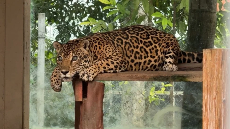 Onças do CIGS viram sensação e revelam bastidores do trabalho de conservação na Amazônia