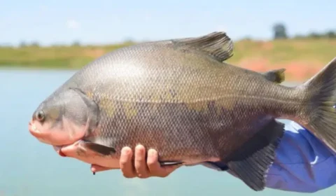 China supera o Brasil na produção de peixes como o Tambaqui.