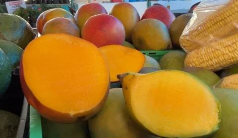 Safra de Manga Chega ao Norte do Brasil trazendo Sabor e Tradição