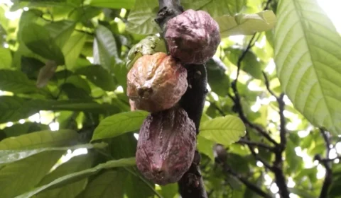 Em Rondônia, cacau de Buritis ganha força e transforma a vida de produtor familiar