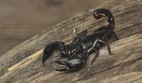 Cuidados com escorpiões: as 5 ações que podem salvar vidas em caso de picada