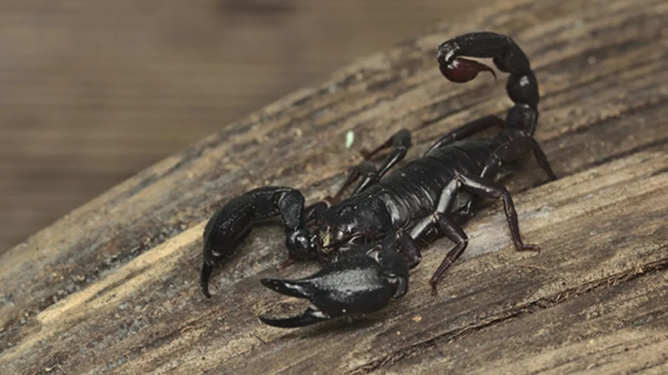 Cuidados com escorpiões: as 5 ações que podem salvar vidas em caso de picada