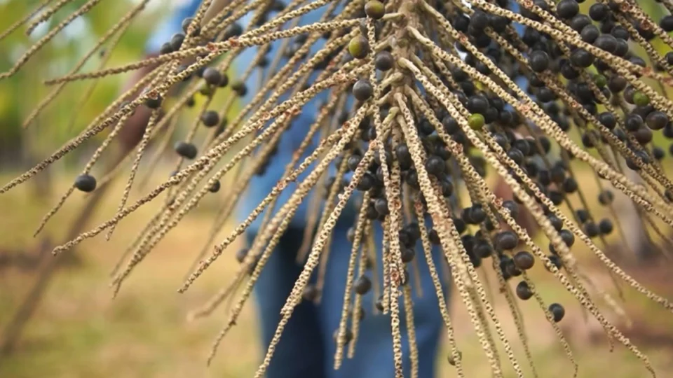 Produção de açaí em Roraima ganha força com manejo familiar e tecnologia