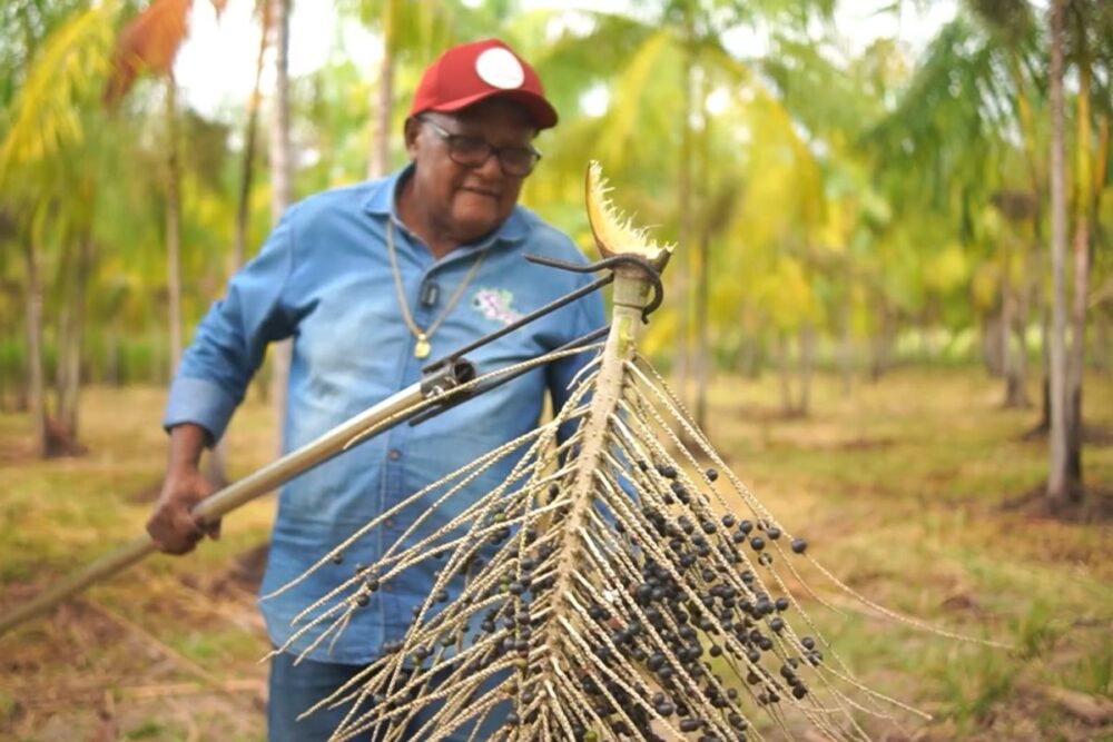 Produção de açaí em Roraima ganha força com manejo familiar e tecnologia