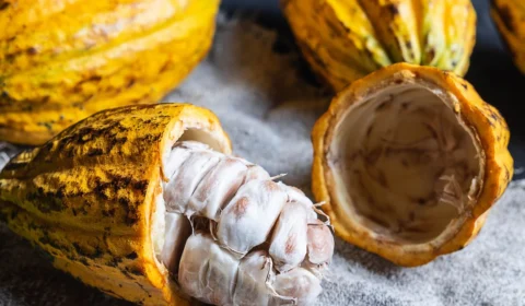 Amazônia consolida liderança nacional no cacau especial e domina premiação em Cacoal