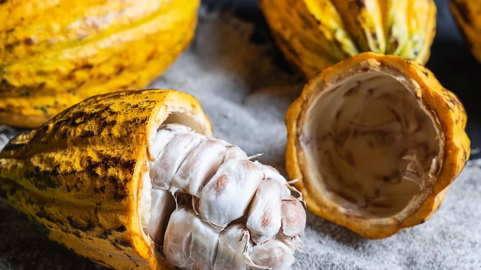 Amazônia consolida liderança nacional no cacau especial e domina premiação em Cacoal