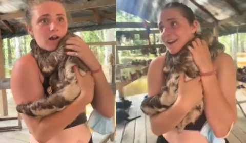 Turista é surpreendida por abraço de bicho-preguiça durante visita à Amazônia