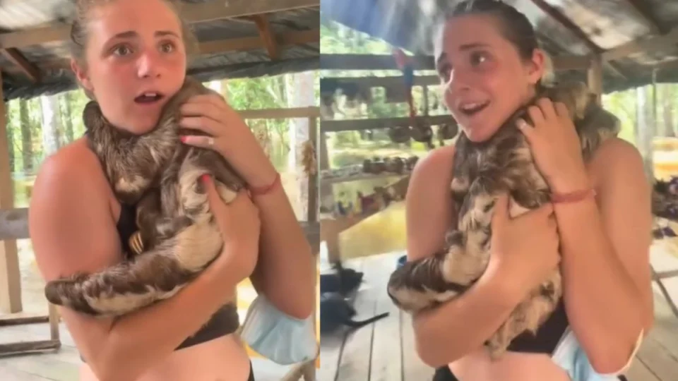 Turista é surpreendida por abraço de bicho-preguiça durante visita à Amazônia