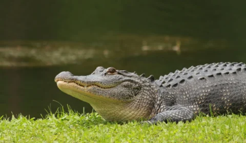 Jacarés em áreas urbanas de Manaus não representam ameaça à população