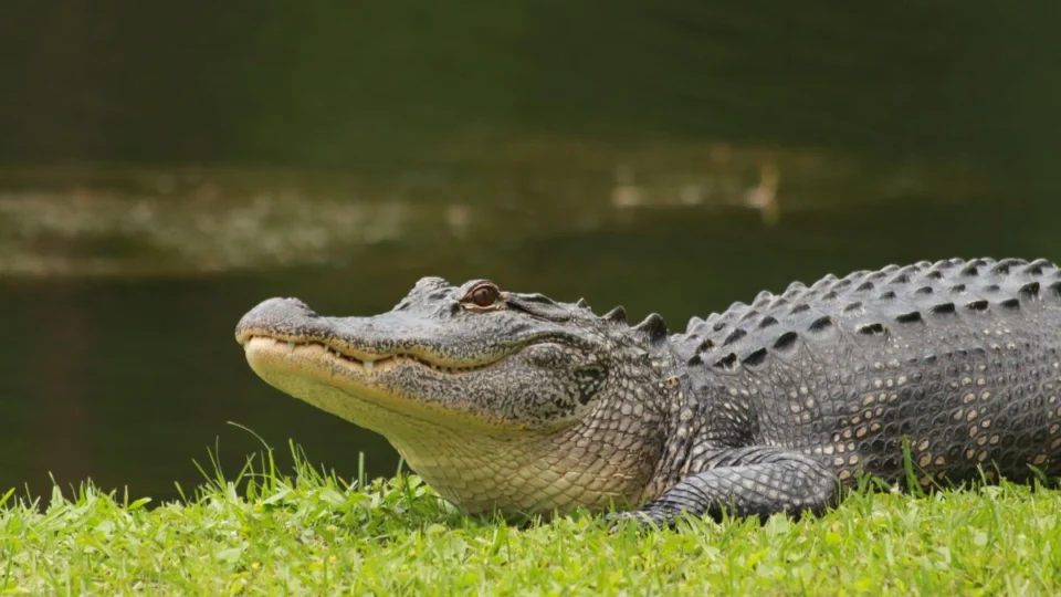 Jacarés em áreas urbanas de Manaus não representam ameaça à população
